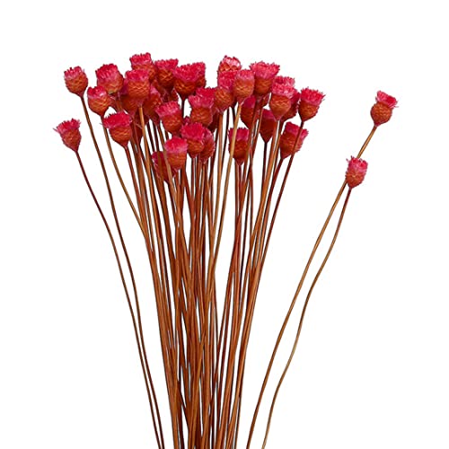 Getrocknetes Gänseblümchen Bouquet natürliche trockene Blüten Dekoration in Vase Tisch Blumen 50 Stämme rot von Iewroyt