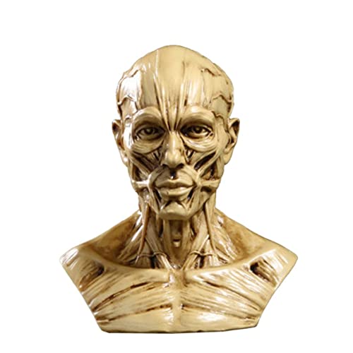 Iewroyt Anatomie Kopfmodell Harz menschliches Schädel Kopfmodell Bone Muscle Anatomie Modelle für die medizinische Unterricht in der Schule und Künstlerzeichnung von Iewroyt