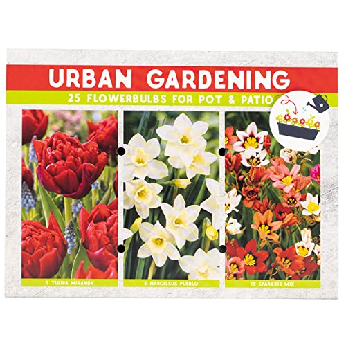 25 Premium Blumenzwiebeln in Geschenkbox - Mehrjährige, winterharte Frühblüher für Garten und Balkon (Urban Gadening Rot) von Iflo