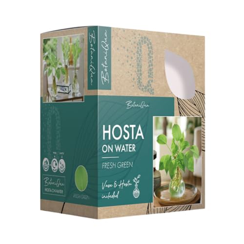 BotaniQua Hosta BonitaQua Set - Hydrokultur Pflanze mit Glasvase | Pflegeleichte Zimmerpflanze | 3 Verschiedene Arten für Grünes Zuhause (3 Set Hosta) von Iflo