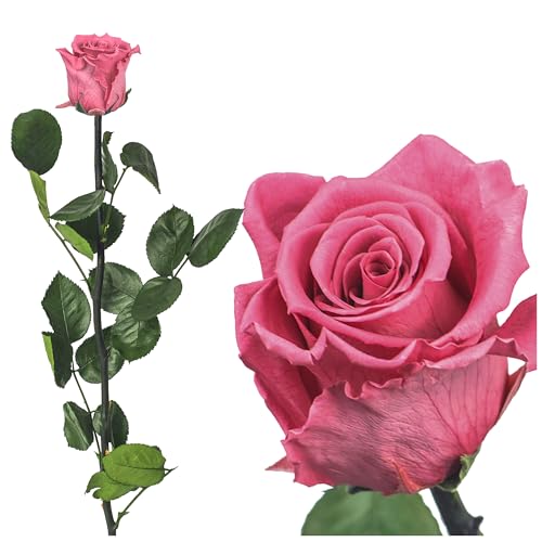 Ewige Rose 50cm, Konservierte Rose mit Stiel Gypsy Rose - Rote Rosen, gefriergetrocknet, haltbare Rosen, Heiratsantrag Deko, infinity rosen, Rose Rot Rose künstlich Ewig blühende Rose (Dunkel Rosa) von Iflo