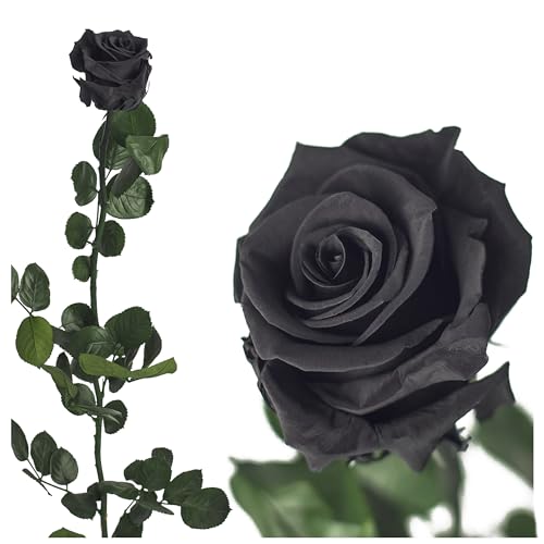 Ewige Rose 50cm, Konservierte Rose mit Stiel Gypsy Rose - Rote Rosen, gefriergetrocknet, haltbare Rosen, Heiratsantrag Deko, infinity rosen, Rose Rot Rose künstlich Ewig blühende Rose (Schwarz) von Iflo