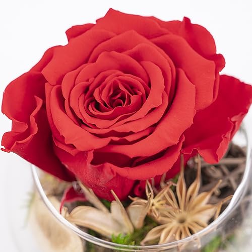 Ewige Rose im Glas - handgefertigt - Bunte Infinity Rosen Blumen Deko Geschenke, konservierte Rosen Rosenkopf im Glas mit Geschenkbox 3 Jahre haltbar (Rot) von Iflo