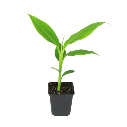 Exotische Musa Basjoo – Ihre winterharte, pflegeleichte Bananenpflanze für Garten, Balkon & Zuhause (1 Musa Basjoo in der Größe 25-30 cm) von Iflo