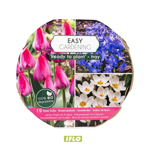 IFLO® Blumenzwiebeln Mix Bio Pflanzschale – Frühjahrsblumen Zwiebeln Frühblüher Tulpen Narzissen Krokusse – Ready to Plant – Winterharte Garten Pflanzen & Balkon Geschenkidee (ROSA) von Iflo