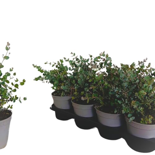 IFLO Echter Eucalyptus im Topf – Immergrüne & Duftende Eukalyptuspflanze – Winterhart, Schnellwachsend & Pflegeleicht (Eucalyptus Gunnii 14 Topf- 20-30 cm hoch) von Iflo