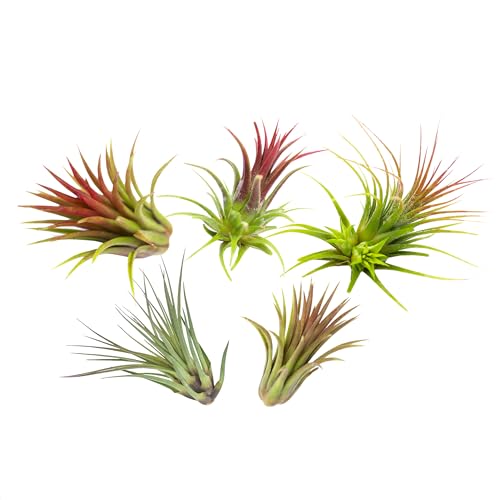 Iflo Tillandsien Pflanzen Echt im Mix - Hängend Stehend Deko Air Bowl Tillandsia Luftpflanzen, Terrarium Pflanzen, Spanisches Moos (5X) von Iflo