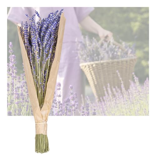 Lavendel getrocknet im Bund - Bio Trockenblumen 40-50cm, duftenden Lavendelblüten Deko Blumen Strauß oder Trockenblumen Kranz etwa 250 Stängel getrockneter Lavendel (1) von Iflo