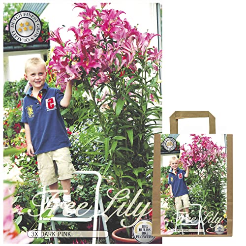 Lilien Zwiebeln Mix, Baumlilien in verschiedenen Sorten und Farben, Winterharte Blumenzwiebeln in Geschenkverpackung (3 x Baumlilien Dunkel Rosa) von Iflo