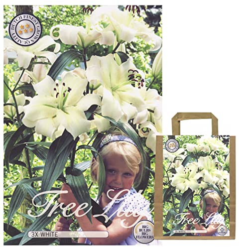 Lilien Zwiebeln Mix, Baumlilien in verschiedenen Sorten und Farben, Winterharte Blumenzwiebeln in Geschenkverpackung (3 x Baumlilien Weiß) von Iflo