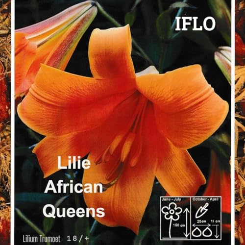 Lilien Zwiebeln Mix, Baumlilien in verschiedenen Sorten und Farben, Winterharte Blumenzwiebeln in Geschenkverpackung (5x Lilien African Queens) von Iflo