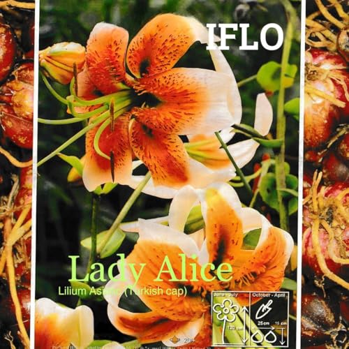 Lilien Zwiebeln Mix, Baumlilien in verschiedenen Sorten und Farben, Winterharte Blumenzwiebeln in Geschenkverpackung (5x Lilien Lady Alice) von Iflo