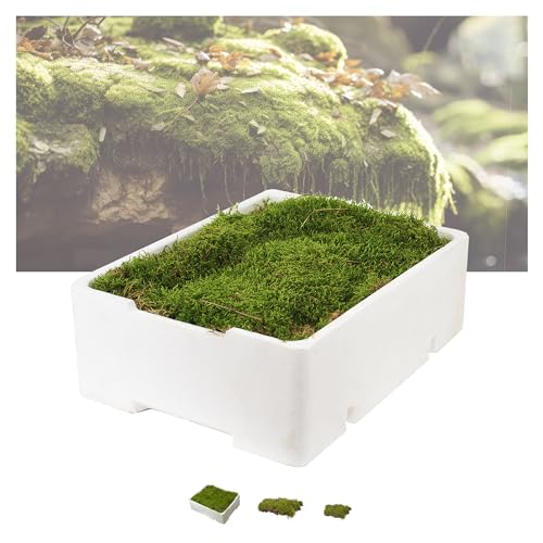 Moos - frisch Natur Platten Moos zum basteln echtes Plattenmoos - Deko Moos für Terrarium deko, Mooswand lebend, Moosbild selber machen, Moos kaufen, Bastel Moos Moosmatte (1 Kiste) von Iflo