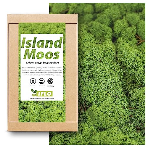 Moos zum Basteln - Island Moos - 100g Echtes Moos konserviert, Deko Moos Sets konserviertes Moos Ostern Deko islandmoos, moosbild, mooswand, Moos deko Terrarium Moss (Grün) von Iflo