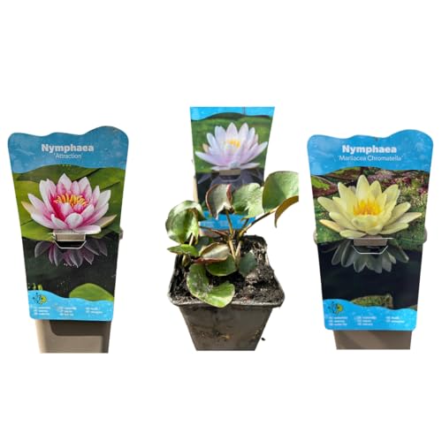Nymphaea Seerose – Winterharte Teichpflanze für Terrassenteiche, Fässer & Gartenteiche (3 Set) von Iflo