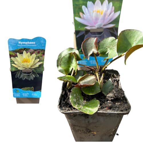 Nymphaea Seerose – Winterharte Teichpflanze für Terrassenteiche, Fässer & Gartenteiche (Gelb) von Iflo