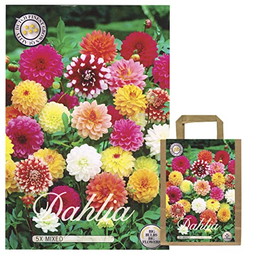 Sommerblumen Dahlien Knollen Blumenzwiebeln Mix Dahlia Bunte Auswahl für Sommer Blume Knolle Blumezwiebel Set Bunte Blüten mehrjährig (5 x Dahlien Border Mix) von Iflo
