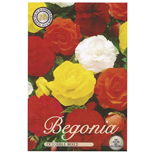 Sommerblumen-Zwiebel-Set, Begonien, Lupinen und Alstroemerien, Winterhart, Bio-Mischung, Mehrfarbig (7 x Begonien Double Mix) von Iflo