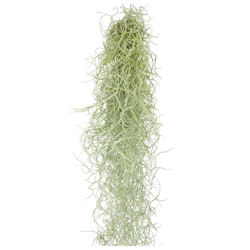 Tillandsien Pflanzen Echt im Mix - Tillandsien hängend 50cm Tillandsia Usneoides Luftpflanzen, Terrarium Pflanzen, Spanisches Moos, Louisianamoos (1xTillandsia Usneoides) von Iflo