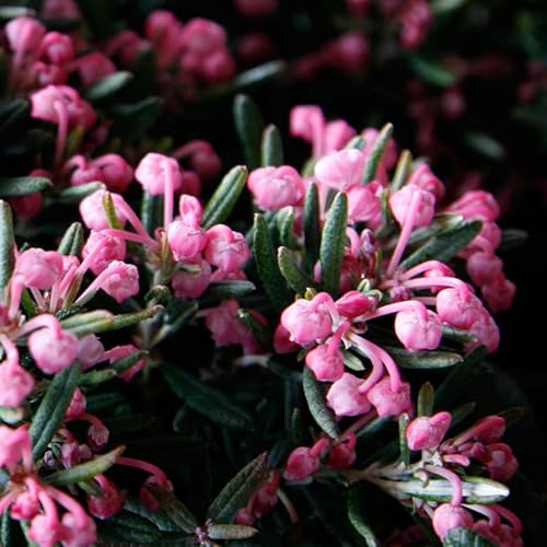 Rosmarinheide Andromeda Polifolia 'Blue Ice' im Topf - Immergrün Winterhart Lavendelheide (12 Stück) von Iglaco