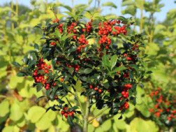 Stechpalme 'Alaska', 40-60 cm, Ilex aquifolium 'Alaska', Containerware von Ilex aquifolium 'Alaska'