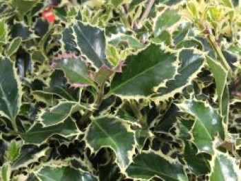 Weißbunte Stechpalme 'Argentea Marginata', Stamm 80-90 cm, Ilex aquifolium 'Argentea Marginata', Stämmchen von Ilex aquifolium 'Argentea Marginata'