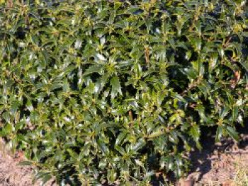 Stechpalme 'Heckenzwerg'  ®, 8-12 cm, Ilex aquifolium 'Heckenzwerg' ®, Topfware von Ilex aquifolium 'Heckenzwerg' ®