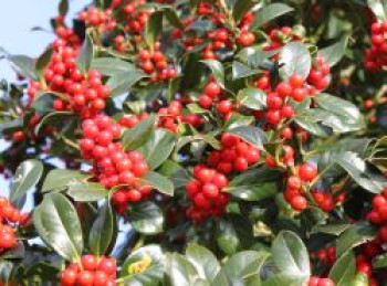 Fruchtende Stechpalme 'J. C. van Tol', 40-60 cm, Ilex aquifolium 'J. C. van Tol', Containerware von Ilex aquifolium 'J. C. van Tol'