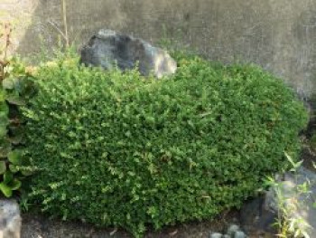 Löffel-Ilex / Japanischer Ilex 'Convexa', 60-100 cm, Ilex crenata 'Convexa', Containerware XXL von Ilex crenata 'Convexa'