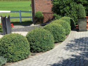 Löffel-Ilex 'Dark Green' ® (Kugel), 15-20 cm, Ilex crenata 'Dark Green' ® (Kugel), Containerware von Ilex crenata 'Dark Green' ® (Kugel)