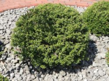 Berg-Ilex 'Glorie Dwarf', 15-25 cm, Ilex crenata 'Glorie Dwarf', Containerware von Ilex crenata 'Glorie Dwarf'