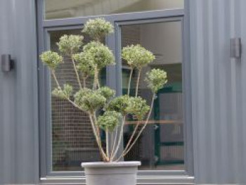 Berg-Ilex 'Glorie Gem' (Bonsai), 80-100 cm, Ilex crenata 'Glorie Gem' (Bonsai), Containerware von Ilex crenata 'Glorie Gem' (Bonsai)