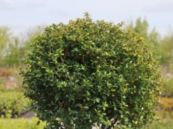 Berg-Ilex 'Glorie Gem' (Kugel), 20-25 cm, Ilex crenata 'Glorie Gem' (Kugel), Containerware von Ilex crenata 'Glorie Gem' (Kugel)