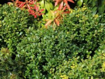 Japanische Stechpalme / Berg-Ilex 'Luxus Globe', 20-30 cm, Ilex crenata 'Luxus Globe', Containerware Japanische Stechpalme / Berg-Ilex 'Luxus Globe', 20-30 cm, Ilex crenata 'Luxus Globe', Containerware von Ilex crenata 'Luxus Globe'
