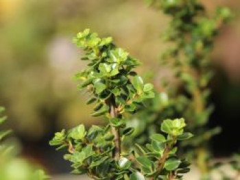 Berg-Ilex 'Mariesii', 40-60 cm, Ilex crenata 'Mariesii', Containerware von Ilex crenata 'Mariesii'