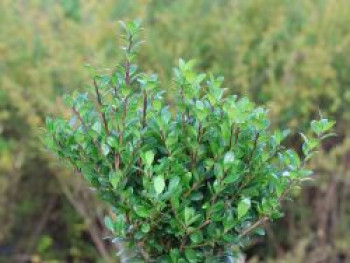 Berg-Ilex 'Robustico' ®, 20-30 cm, Ilex crenata 'Robustico' ®, Containerware von Ilex crenata 'Robustico' ®