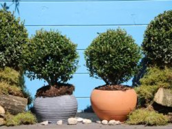 Buchsilex / Niedriger Bergilex 'Stokes' (Kugel), 35-40 cm, Ilex crenata 'Stokes' (Kugel), Containerware von Ilex crenata 'Stokes' (Kugel)