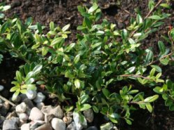 Buchsilex / Niedriger Bergilex 'Stokes', 25-30 cm, Ilex crenata 'Stokes', Containerware von Ilex crenata 'Stokes'