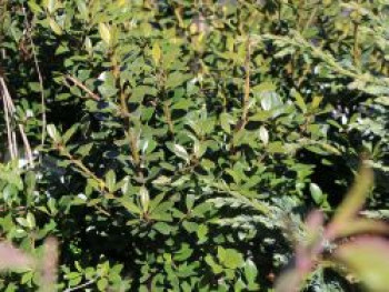 Japan-Stechpalme, 30-40 cm, Ilex crenata, Containerware von Ilex crenata