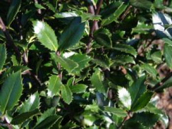 Stechpalme 'Heckenpracht', 80-100 cm, Ilex x meserveae 'Heckenpracht', Containerware von Ilex x meserveae 'Heckenpracht'