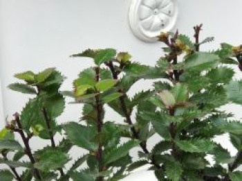 Stechpalme 'Little Pirate' ®, Ilex x meserveae 'Little Pirate' ®, Topfware von Ilex x meserveae 'Little Pirate' ®