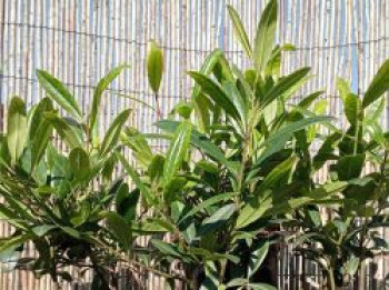 Mate-Strauch 'GARDEN2CUP' ®, Ilex paraguariensis 'GARDEN2CUP' ®, Topfware von Ilex paraguariensis 'GARDEN2CUP' ®