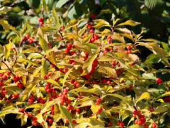 Amerikanische Winterbeere 'Jingle Bells' ®, 20-30 cm, Ilex verticillata 'Jingle Bells' ®, Containerware von Ilex verticillata 'Jingle Bells' ®