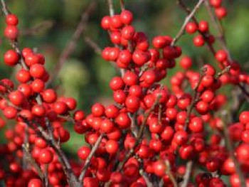 Korallenhülse / Rote Winterbeere, 10-20 cm, Ilex verticillata, Topfware von Ilex verticillata