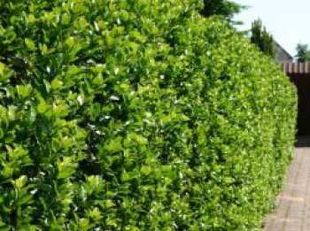 Stechpalme 'Blue Prince' ®, Stamm 50 cm, 60-80 cm, Ilex x meserveae 'Blue Prince' ® / männlich, Stämmchen von Ilex x meserveae 'Blue Prince' ® / männlich