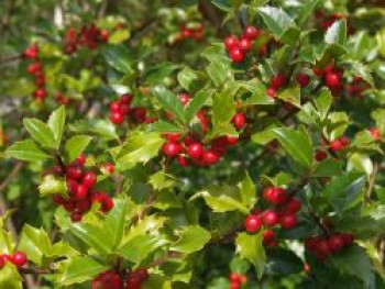 Stechpalme weiblich 'Blue Princess' ®, 10-20 cm, Ilex x meserveae 'Blue Princess' ®, Topfware von Ilex x meserveae 'Blue Princess' ®