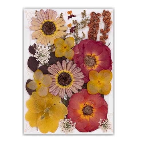19/20/21/22 Stück gepresste getrocknete Blumen für Harz, natürliche trockene Blumenblätter für Kunst, Handwerk, Scrapbooking, Schmuckherstellung, Blumen-Display 19/20/21/22 Stück gepresste getrocknete Blumen für Harz, natürliche trockene Blumenblätter für Kunst, Handwerk, Scrapbooking, Schmuckherstellung, Blumen-Display von Illkjasfc