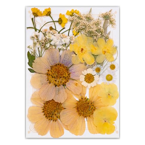 19/20/21/22 Stück gepresste getrocknete Blumen für Harz, natürliche trockene Blumenblätter für Kunst, Handwerk, Scrapbooking, Schmuckherstellung, Blumen-Display 19/20/21/22 Stück gepresste getrocknete Blumen für Harz, natürliche trockene Blumenblätter für Kunst, Handwerk, Scrapbooking, Schmuckherstellung, Blumen-Display von Illkjasfc