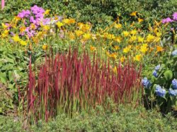 Japanisches Blutgras 'Red Baron', Imperata cylindrica var. koenigii 'Red Baron', Containerware von Imperata cylindrica var. koenigii 'Red Baron'