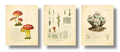 Ink Inc. Vintage Botanische Drucke | Psychedelische Pflanzen LSD, Peyote, Zauberpilze | 3er Set 8x10 ungerahmt von Ink Inc.
